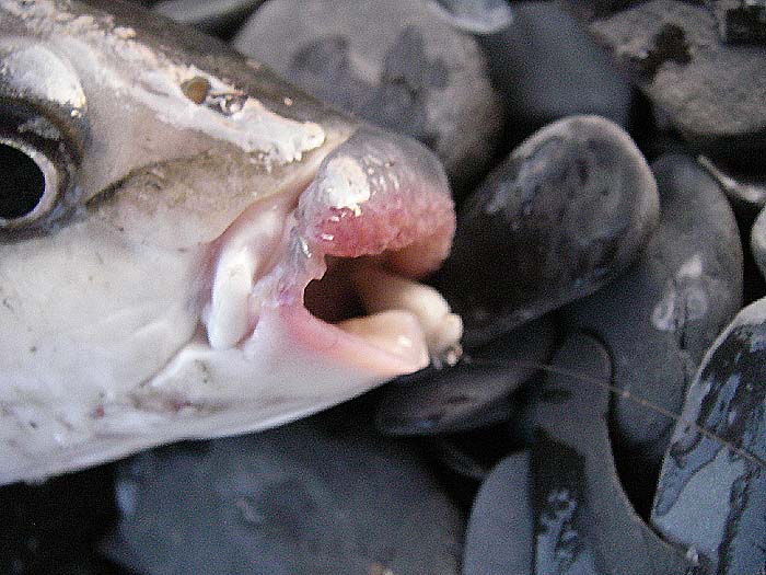 The poly-fly is nicely in the scissors but the maggots obviously shook off in the struggle. Fuzzy because of my trembling hand but you can see why they're called thicklips.