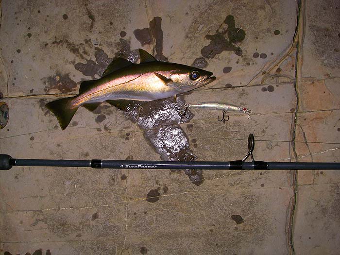 My last gasp, late evening, pollack after a futile spell of bass plugging.