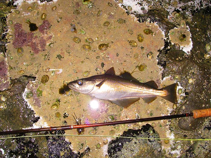 My first pollack on the 'fly'. No monster but 'a decent trout'.