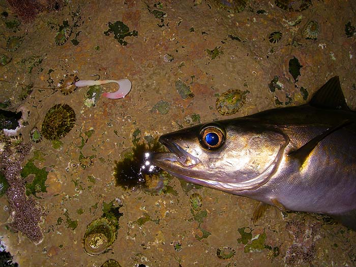 A good view of the white grub securely threaded on and superglued to the hook shank.