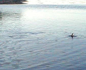 Tails up and heads down for Idothea feeders.