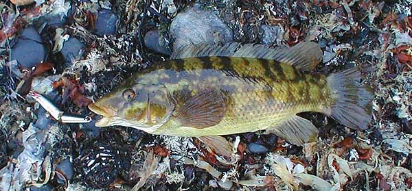 The fish snagged me on the way in but was easily released from a clump of wrack.