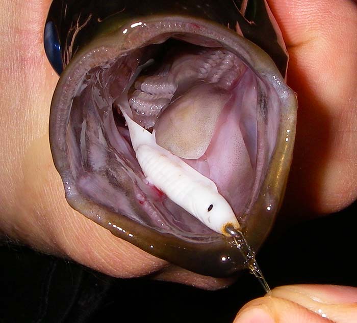 Ben's Delta eel is well inside the mouth of the pollack. It wasn't going to let it escape.