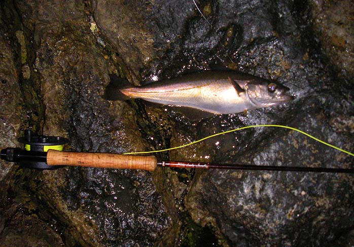 I was still using the little white grub that worked on my last session.