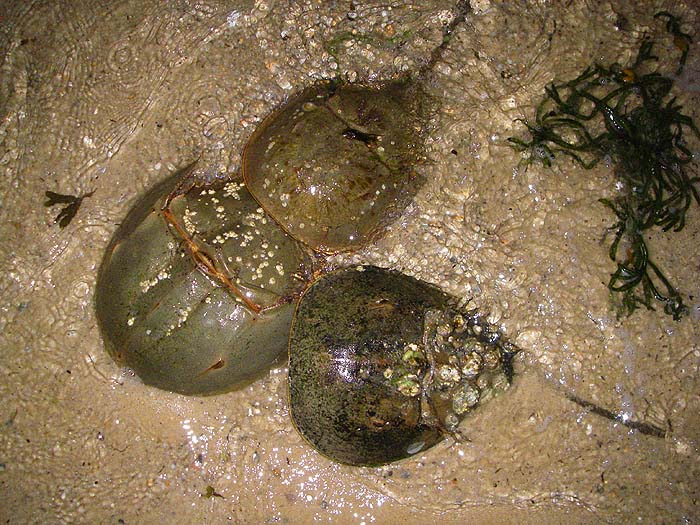 These animals, often as big as dinner plates, were everywhere on the beaches.