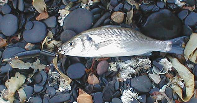 Even tiddlers like this take the plug fiercely.