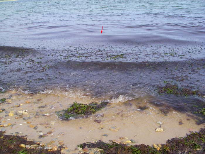 Most of this stuff was green, velvety <i>Codium</i> weed. The arrow shows where my fish took the Slug-Go.