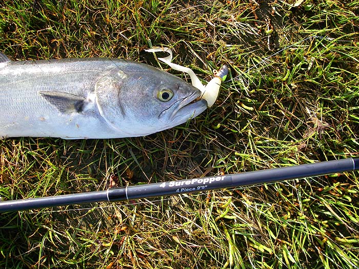 I caught this one on a jighead and a Sandra but the lure has had it.