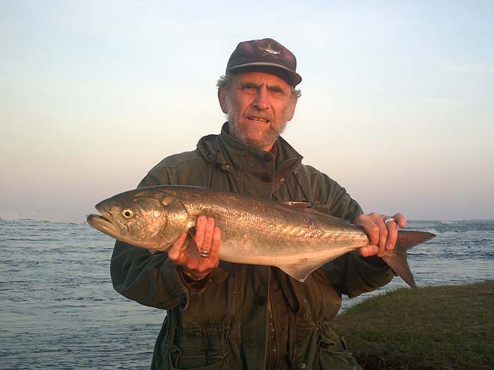 Alan Vaughan with one of the good bluefish that he caught. This one in daylight.