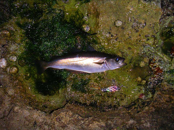 The single-hooked wedge was intended to tempt a mackerel livebait but no such luck.