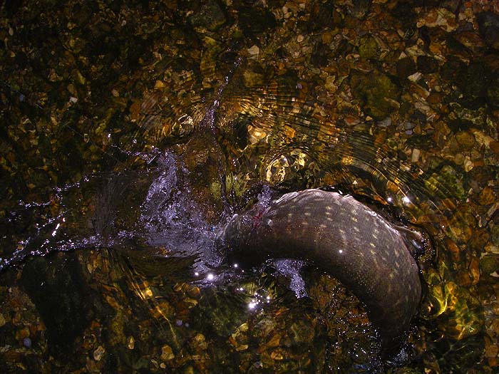 In poor light it's particularly tricky to get action shots with the digital camera but I timed this one just right.