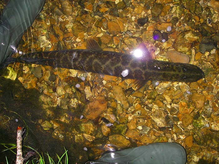 The fish hung about by my feet after being unhooked so I took another picture.