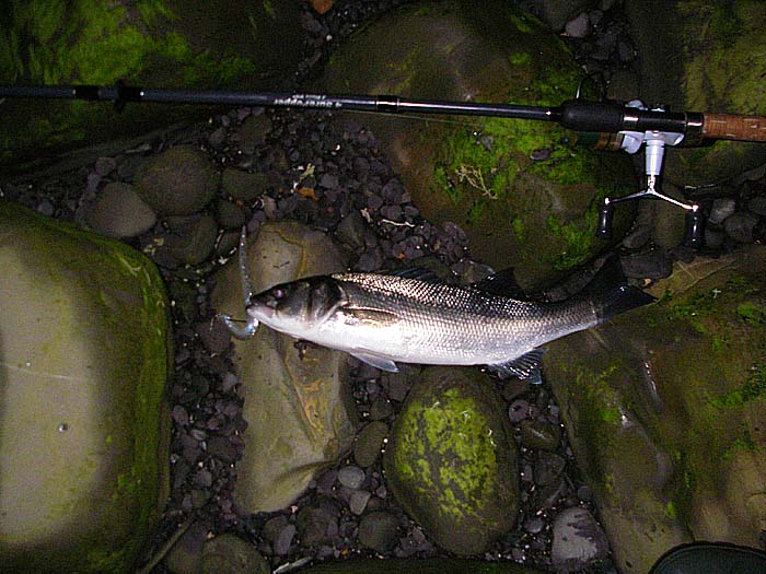 I was pleased to get a bite and even more pleased to land the fish.