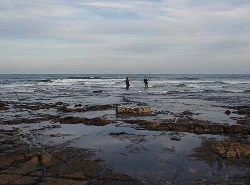 By wading into the surf it is possible to cast lures well into the breakers and beyond the beds of thongweed.
