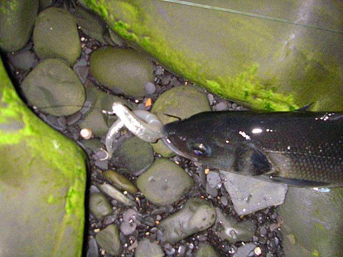 Note how the soft plastic slides up the hook when the fish grabs it. Both pictures are a bit fuzzy - it was dark and I didn't have a torch to help me focus.