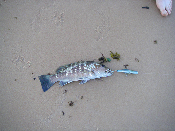 Richard's grouper, nicely hooked on the tail treble.