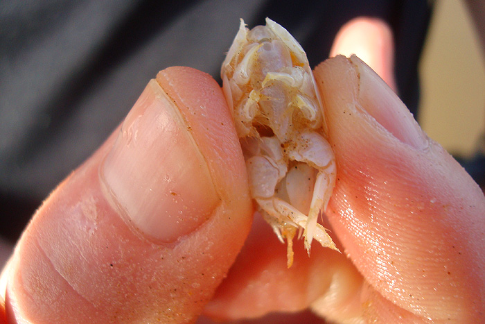 These are the things that make the marks and I believe that they can be handy baits.