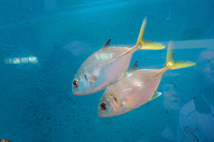 These little fellows were in a local aquarium - wish I'd caught one.