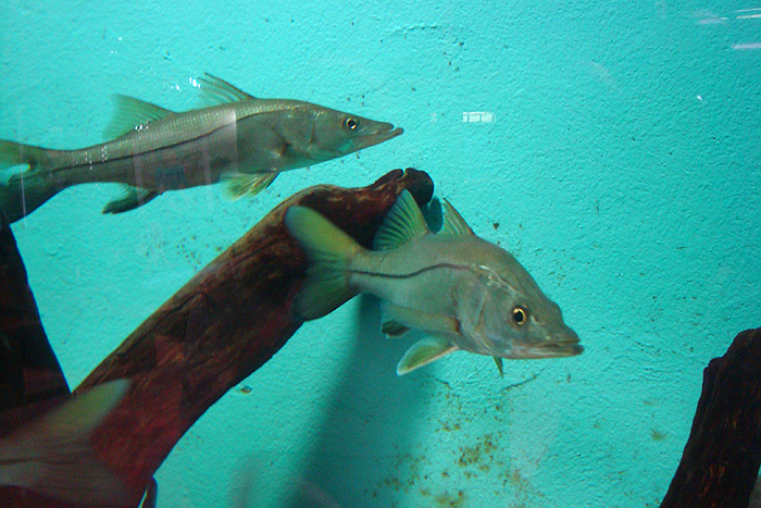 These are probably one of the smaller species - one of them would have done.