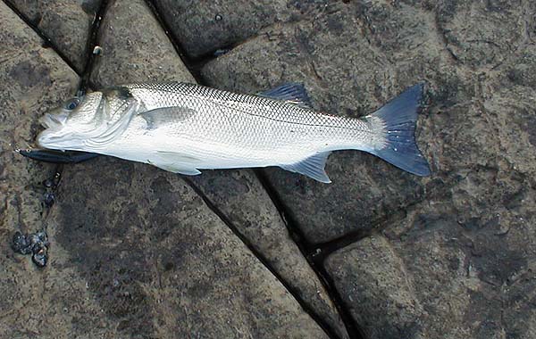 A nice fish in mint condition.