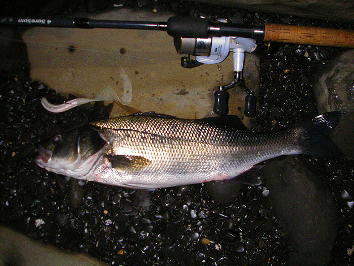 This one took on my third cast only ten metres out in shallow, weedy water.