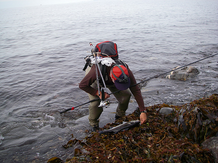 Ready for unhooking and releasing - our sole catch for the morning.