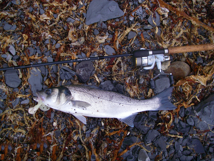 This is my long, thin bass caught in dirty, rough, weedy conditions. Nigels fish was shorter but fatter and probably weighed about the same.