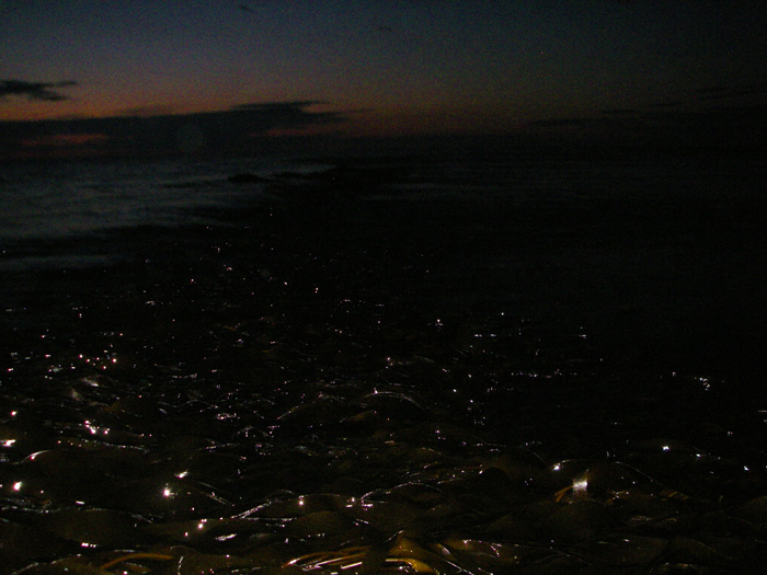 I can't see very much but clearly there's a lot of weed out there in the darkness.