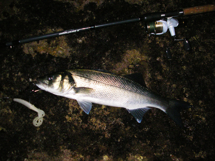 My bass is on the rocks with the hook still firmly in its jaw and the weedless lure has claimed another victim. Fantastic!