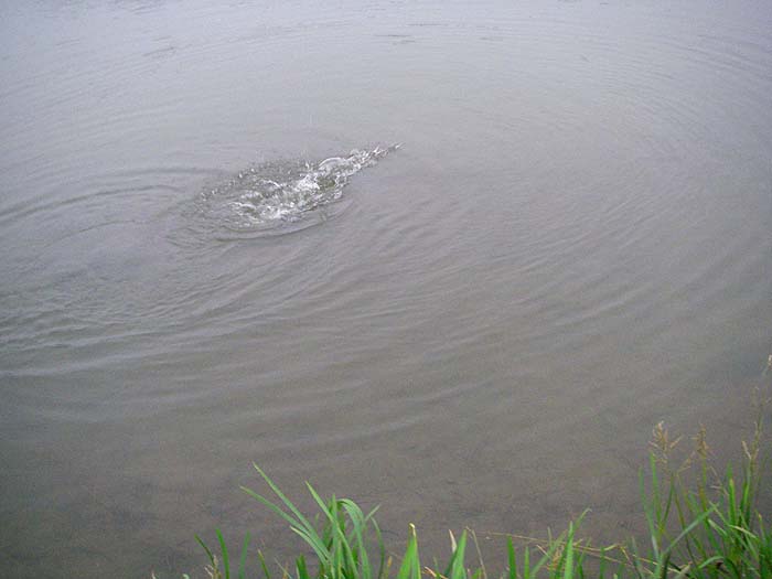 My first thinlip for many years tears away across the river.