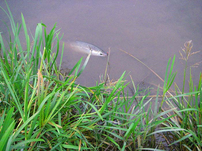 the fish is beaten and ready to come to hand for unhooking.