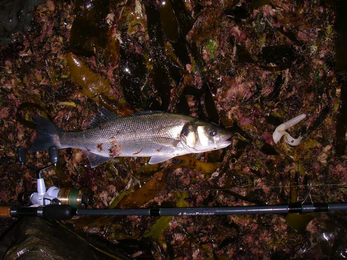 The poor old Slandra is about to break in half but I can't complain because it's had a fair number of bass already.