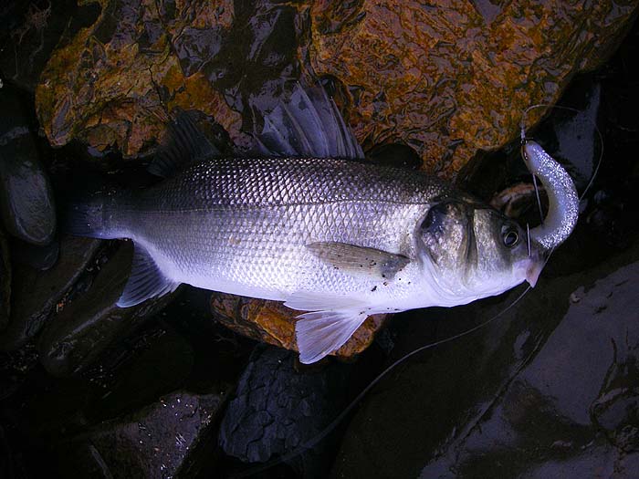 This is my second fish of the morning. Notice that the little devil has shaken off wiggly part of the lure.