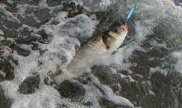 Almost whacked by its exertions the bass slides towards the shore.