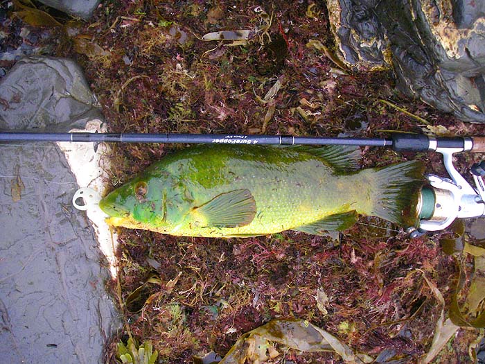 I've caught hundreds of good ballans on plugs but this is my first on the soft plastic. It was so well hooked that I bent the hook in trying to remove it.