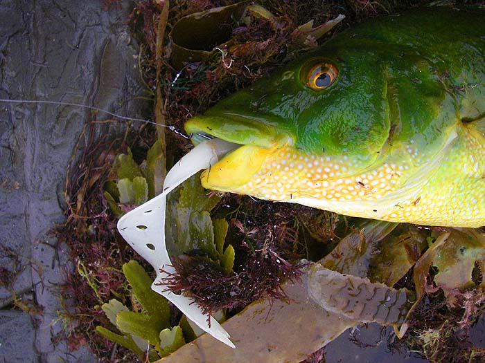 It really meant to have its meal. Aren't the colours amazing?