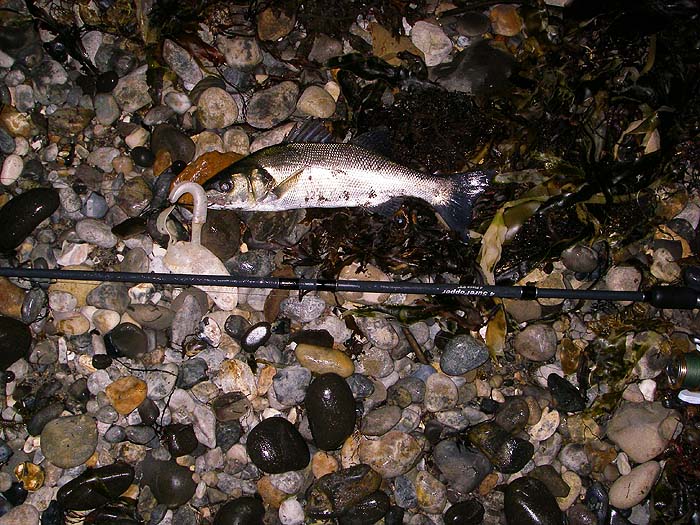 Only a small fish but well hooked.