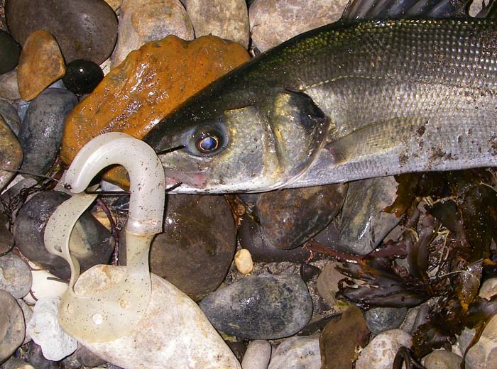 Note how the lure has folded and slid along the shank of the hook which has lodged in the upper jaw. This is normal because the lure usually fishes 'hook uppermost'.