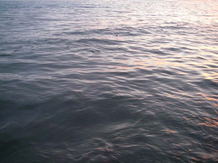 When the maggots are there the fish will feed as if it was to be their last meal.