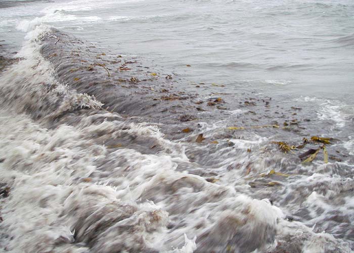 All this kelp and other stuff turning over in the waves is a haven for Idotea and a good sign for the prospective lure fisherman.