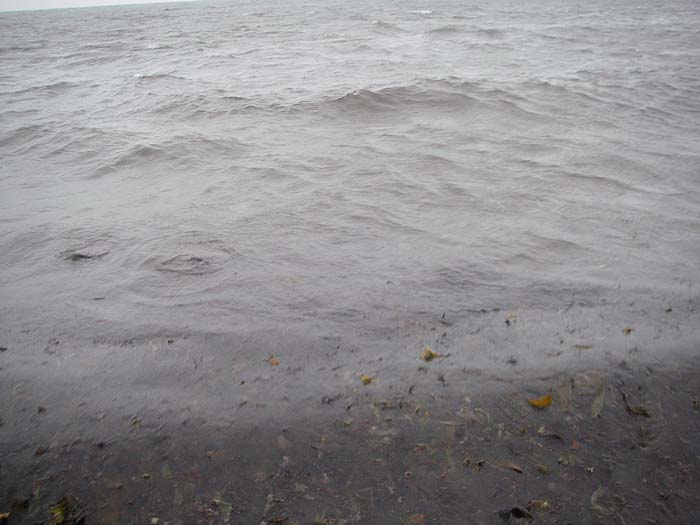 Look on the 'outer' edge of the drifting weed on the left hand side of the picture for the signs of feeding bass.