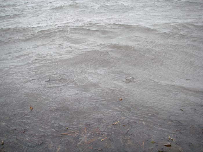 Four feeding bass reveal themselves in this shot. I'm about two metres away from them.