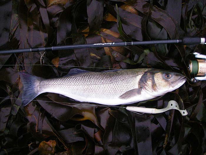 A nice fish that took the plastic well out into the open water - beyond the main weed 'barrier'.