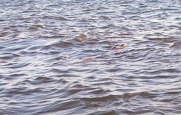 The lips of maggot-feeding mullet suffuse with blood and have a distinct reddish look to them.