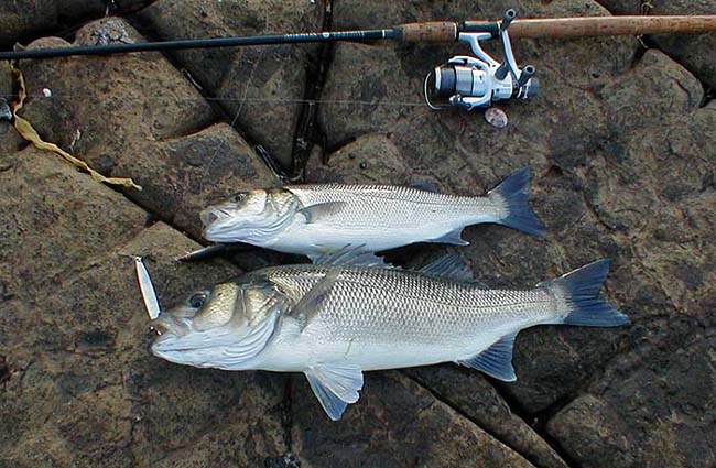 The larger fish looks so much more hunky than the small one. Note the brassy gill cover which often helps to distinguish surface feeding bass from mullet.