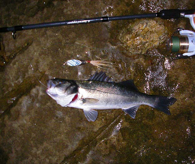 The bass took my 'mackerel' wedge right in the edge. Like most small bass it wouldn't lie still to have its picture taken so it's not very clear.
