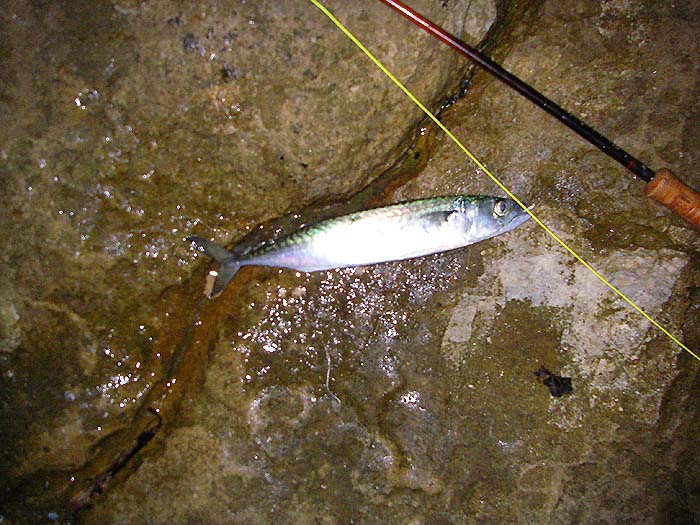 I could have caught many more if I'd persisted instead of using it for bait. It was even livelier than the bass, hence the fuzzy picture.