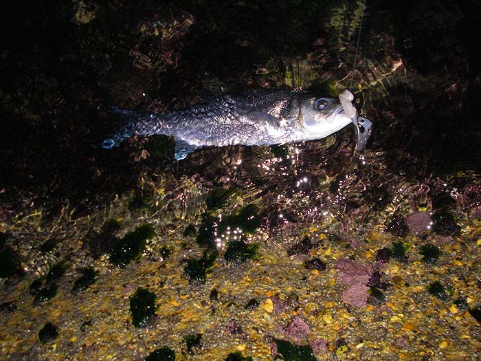 My bass in the water by my feet.