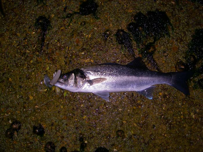 Not a bad fish all things considered. It would have been nice to fish the race as we intended but that's life.