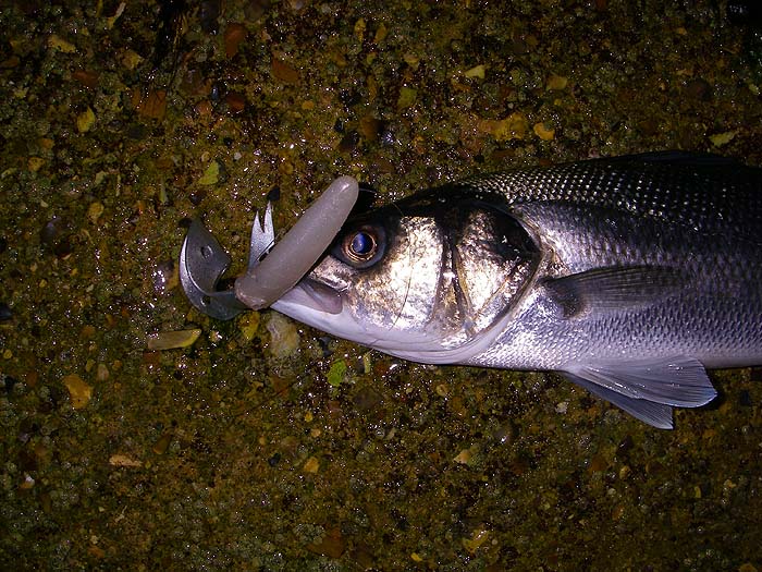 The lure has folded up and the weedless 'Texposer' hook was right in the back of the mouth. Clearly this bass meant business.